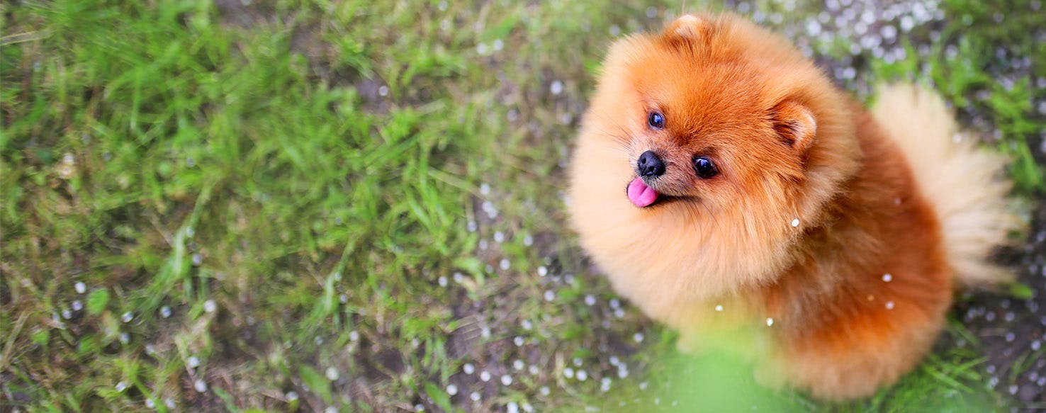 Dog Names Meaning Angel Popular Male And Female Names Wag 